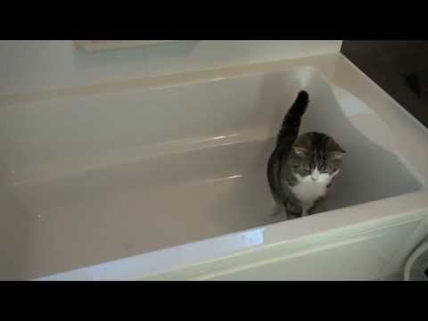 Watch お風呂で遊ぶねこ7。 -Maru plays in the bathtub 7.-