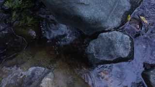 Steelies and Other Endangered Species Book Trailer