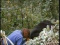 Dian Fossey, Digit's death