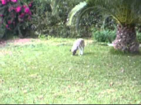 Xisca mastina extremeña