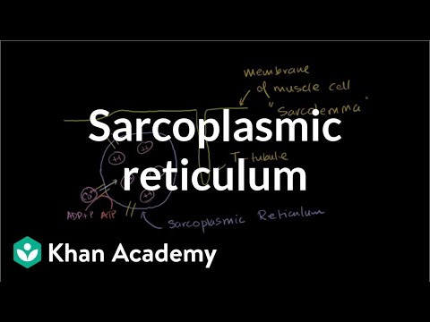 Role of the Sarcoplasmic Reticulum in Muscle Cells