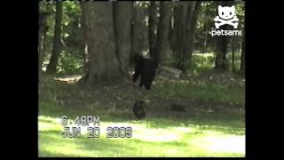 Courageous cat scares bear up tree