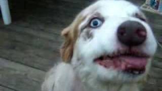 歯ぐき見せてるとこなんてゾンビ犬w。きもかわいい犬