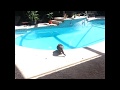 Un chat au bord de la pisicine Un chat au bord de la pisicine