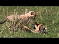 African Cats: Fiercest Hunters - Clip