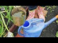 Фрагмент с середины видео Чеснок летом ➡ Удобрение и полив чеснока в июне? 🌟 Стрелки Супер рецепт 🌟 советы хитсад. Фрагмент с середины видео Чеснок летом ➡ Удобрение и полив чеснока в июне? 🌟 Стрелки Супер рецепт 🌟 советы хитсад.