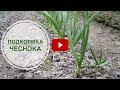 Чеснок летом ➡ Удобрение и полив чеснока в июне? 🌟 Стрелки Супер рецепт 🌟 советы хитсад. Чеснок летом ➡ Удобрение и полив чеснока в июне? 🌟 Стрелки Супер рецепт 🌟 советы хитсад.