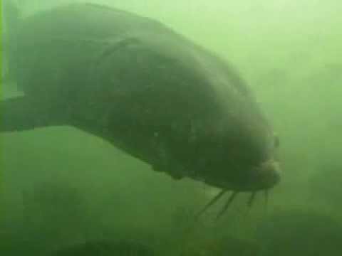 Encounter On Lake Mendota >> Video Looking In On Lake Monona Sturgeon Uw Madison Center For Encounter On Lake Mendota >> Video Looking In On Lake Monona Sturgeon Uw Madison Center For