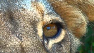 Kenya 3D: Animal Kingdom IMAX - Official trailer