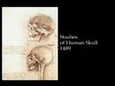 Da Vinci - Anatomy Studies