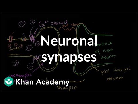 Neuronal Synapses (Chemical)