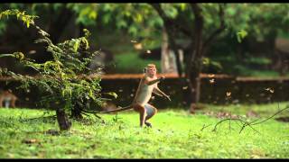 Disneynature Monkey Kingdom - Trailer