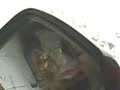 Image Heboh Video Mesum Di Depan Siswi Smp 3gp