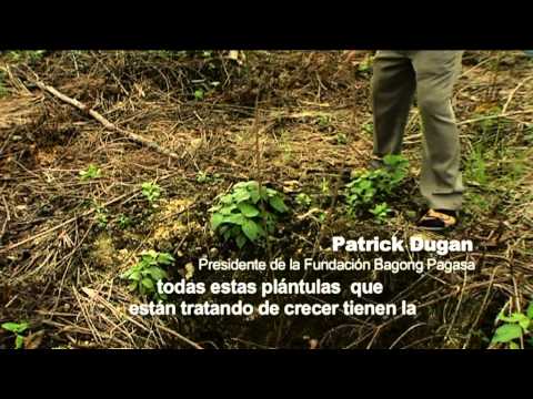Situación de los bosques del mundo 2011: regeneración de los bosques en las Filipinas