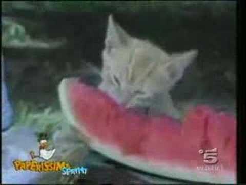 funny cats videos. Funny Cats Compilation-