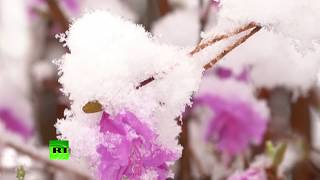 Белая весна в Китае: цветы, деревья и целые леса под снегом