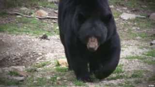 The Bear Whisperer - Trailer