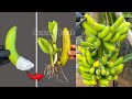 SIMPLE TECHNIQUE. Know this trick to propagate bananas to produce super large fruit[1]
