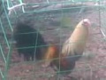 Photo Ayam Sabung 3gp