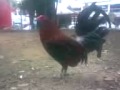 Image Ayam Sabung 3gp
