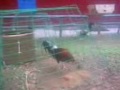 Picture Ayam Sabung 3gp