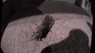 Bugs and Wieners Trailer