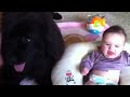 Photo Newfie Cuddles Baby Girl