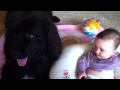 Photo Newfie Cuddles Baby Girl