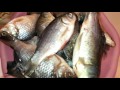как засолить и засушить карася видео как засолить и засушить карася видео