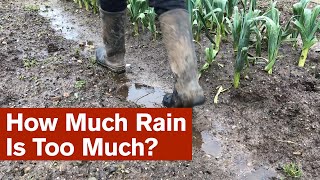 How Much Rain Is Too Much?How Much Rain Is Too Much?