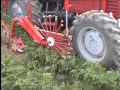 Weremczuk  - ALINA ECO - kombajn do zbioru warzyw korzeniowych (carrot harvester)