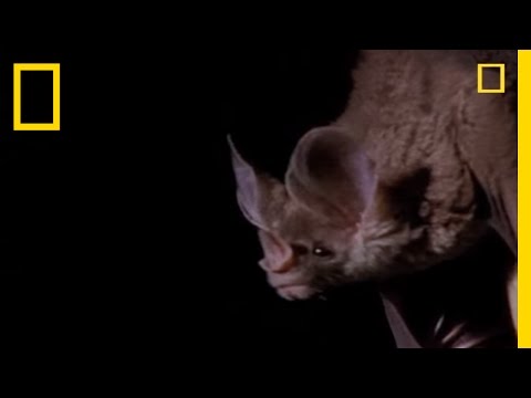 Vampire Bat vs. Wrinkle Bat