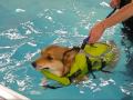 Corgi's first swimming therapy on 6/21/09 Corgi's first swimming therapy on 6/21/09