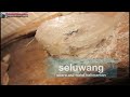 Photo Seluwang Suara Walet Asli Kalimantan