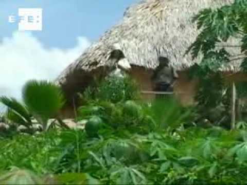 Cada gramo de cocaína destruye 4 metros cuadrados de selva colombiana