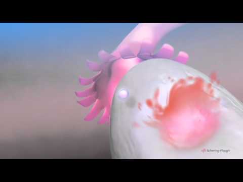 The Menstrual Cycle - Narrated 3D Animation