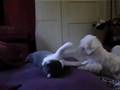 Two Maltese Dogs and Cat, Dog and Cat Video