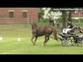 Kobeřice: Soutěž chovatelků sportovního pony