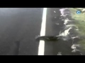 Salmons creuant una carretera inundada