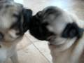 Pugs Kissing