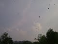 Photo Suara Burung Walet