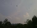 Image Suara Burung Walet