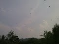 Picture Suara Burung Walet