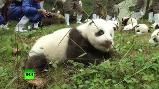 Сразу 36 маленьких панд представили публике в Китае