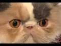 Campeonato de Gatos CFM-Iams Campeonato de Gatos CFM-Iams
