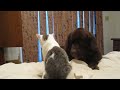 Photo Newfie And Her Cat