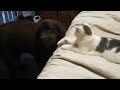Image Newfie And Her Cat