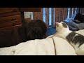 Picture Newfie And Her Cat