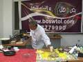  الخرشوف بالحم المفروم و الصوص الأبيض 