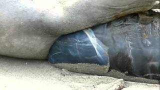 Elephant Seal Action Videos Trailer